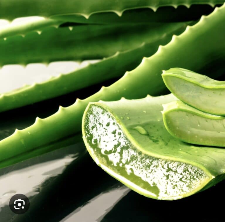 Aloe Vera